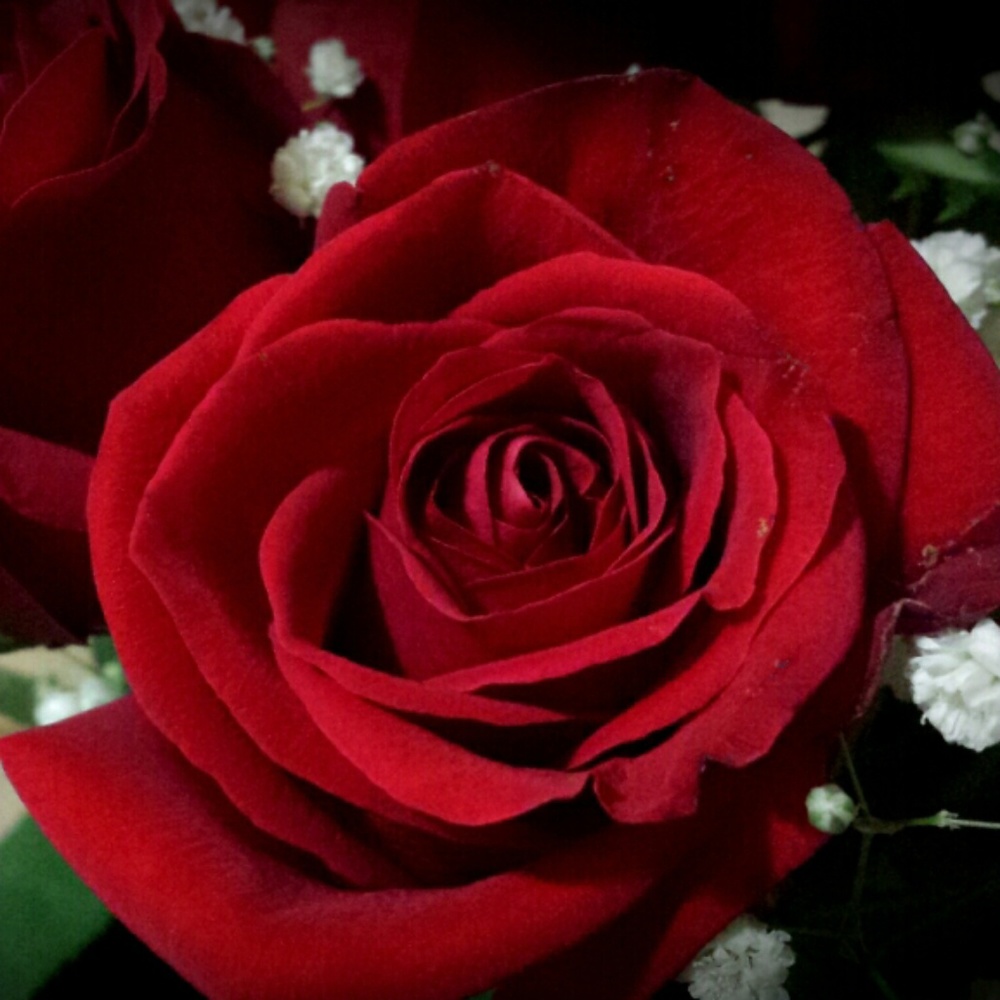 Meet your Posher, Lina